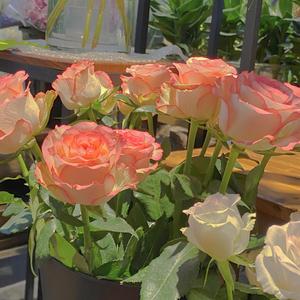 欧美激情舔逼另类
